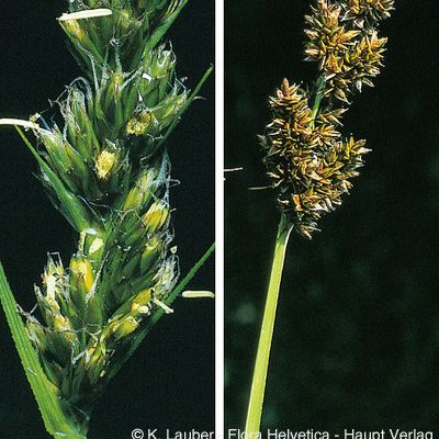 Carex vulpina L., © 2022, Konrad Lauber – Flora Helvetica – Haupt Verlag