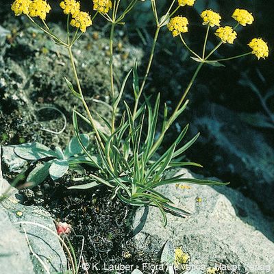 Bupleurum ranunculoides L. subsp. ranunculoides, © 2022, Konrad Lauber – Flora Helvetica – Haupt Verlag