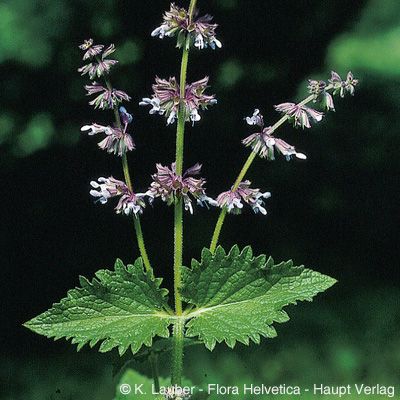 Salvia verticillata L., © 2022, Konrad Lauber – Flora Helvetica – Haupt Verlag