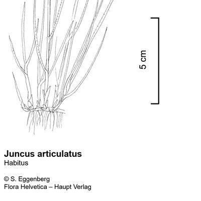 Juncus articulatus L., © 2022, Stefan Eggenberg – Flora Vegetativa - Haupt Verlag