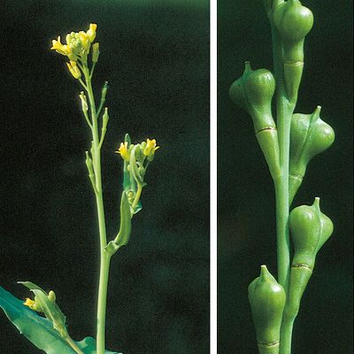Myagrum perfoliatum L., © 2022, Konrad Lauber – Flora Helvetica – Haupt Verlag