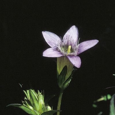 Gentiana germanica subsp. rhaetica (A. Kern. & Jos. Kern.) Hayek, © 2022, Konrad Lauber – Flora Helvetica – Haupt Verlag
