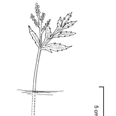 Botrychium lanceolatum (S. G. Gmel.) Ångstr., © 2022, Stefan Eggenberg – Flora Vegetativa - Haupt Verlag