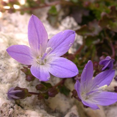 Campanula garganica Ten., 25 April 2009, © 2009, Adrian Möhl – Gargano (I)