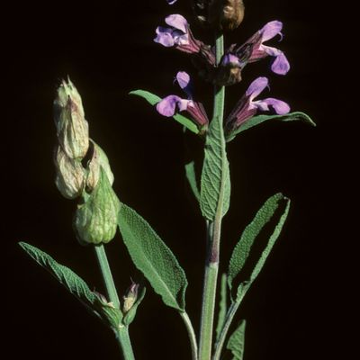 Salvia officinalis L., © Copyright Christophe Bornand