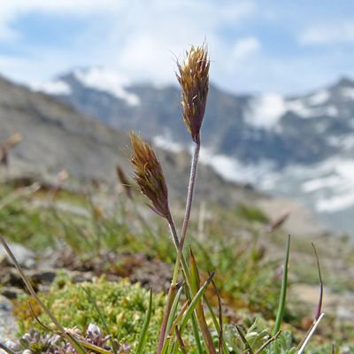 Trisetum spicatum (L.) K. Richt., 2 August 2012, © 2012, Peter Bolliger – Zermatt