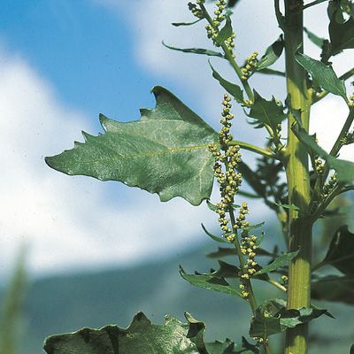 Chenopodium urbicum L., © 2022, Konrad Lauber – Flora Helvetica – Haupt Verlag