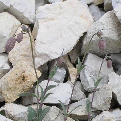 Silene vulgaris subsp. glareosa (Jord.) Marsden-Jones & Turrill, 28 January 2015, © 2005, Peter Bolliger – Poschiavo