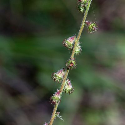 Agrimonia eupatoria L., 21 September 2019, © Copyright Françoise Alsaker – Rosaceae