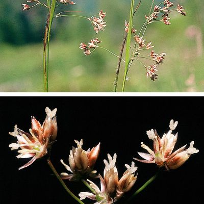 Luzula luzuloides subsp. rubella (Mert. & W. D. J. Koch) Holub, © 2022, Konrad Lauber – Flora Helvetica – Haupt Verlag