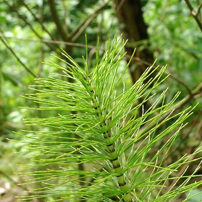 Equisetum telmateia Ehrh., 28 May 2009, © 2009, Peter Bolliger – Zürich