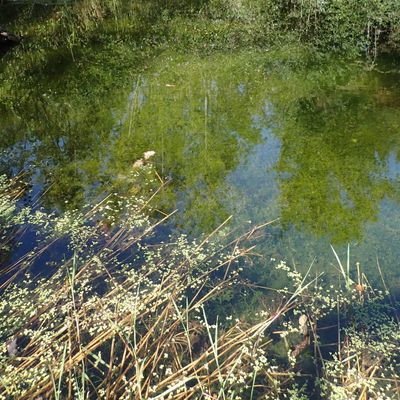Chara globularis Thuill., 7 September 2016, © 2016, A. Boissezon – Les étangs forestiers permanent peuvent également être propices au développement de larges herbiers de Chara globularis (Bex, CH-Vd).