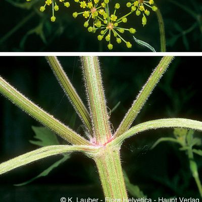 Pastinaca sativa subsp. sylvestris (Mill.) Rouy & E. G. Camus, © 2022, Konrad Lauber – Flora Helvetica – Haupt Verlag