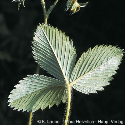 Fragaria viridis Duchesne, © 2022, Konrad Lauber – Flora Helvetica – Haupt Verlag