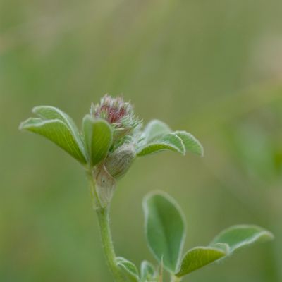 Trifolium striatum L., © 2022, Philippe Juillerat