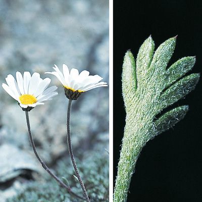 Leucanthemopsis alpina subsp. minima (Vill.) Holub, © 2022, Konrad Lauber – Flora Helvetica – Haupt Verlag