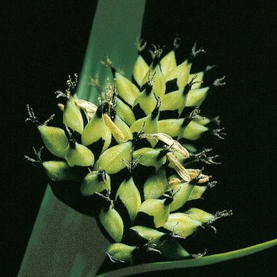 Carex norvegica Retz., © 2022, Konrad Lauber – Flora Helvetica – Haupt Verlag