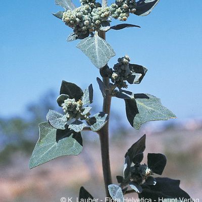 Chenopodium vulvaria L., © 2022, Konrad Lauber – Flora Helvetica – Haupt Verlag