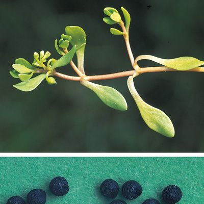 Montia fontana subsp. amporitana Sennen, © 2022, Konrad Lauber – Flora Helvetica – Haupt Verlag