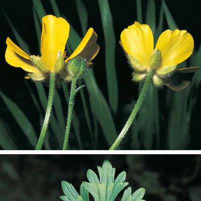 Ranunculus polyanthemophyllus W. Koch & H. E. Hess, © 2022, Konrad Lauber – Flora Helvetica – Haupt Verlag