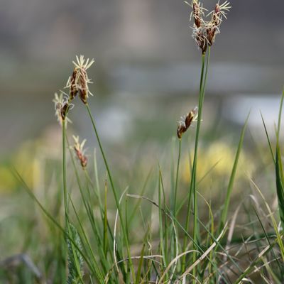 Carex supina Wahlenb., © 2022, Philippe Juillerat – Saxon, Le Carvin