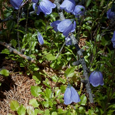 Campanula cochleariifolia Lam., © 2022, Hugh Knott – Zermatt