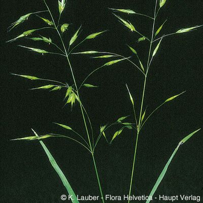 Bromus commutatus Schrad., © 2022, Konrad Lauber – Flora Helvetica – Haupt Verlag