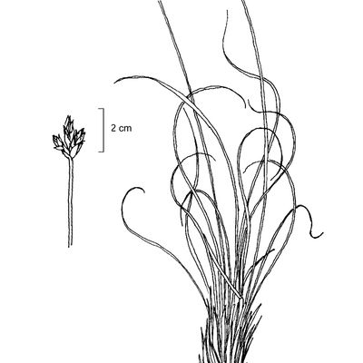 Carex curvula All., 7 January 2021, © 2022, Sacha Wettstein – Flora Vegetativa - Haupt Verlag