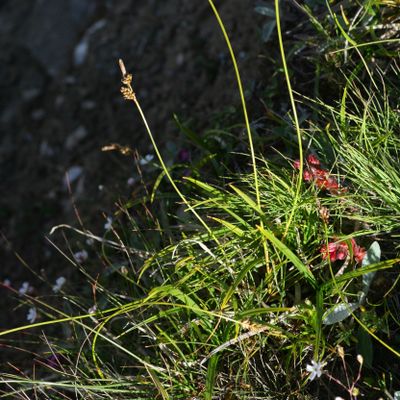 Carex ericetorum Pollich, © Copyright Christophe Bornand