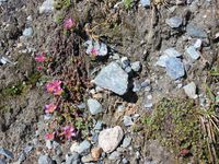 1/3 - © 2013, Patrice Prunier – III.3.1.2.4 - Saxifragetum biflorae, Trockener Steg Zermatt CH-Vs