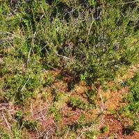 7/18 - © Copyright 2021 Patrice Prunier – VI.2.1.1.3 - Dicrano bergeri-Callunetum vulgaris, Lozere F-48