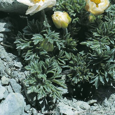 Ranunculus seguieri Vill., © 2022, Konrad Lauber – Flora Helvetica – Haupt Verlag