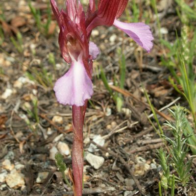 Orchis papilionacea L., © Copyright 2010 Michael Jutzi
 – Saint-Antoine, Corse