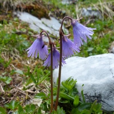 Soldanella alpina L., © 2015, R. & P. Bolliger – Braunwald (GL)