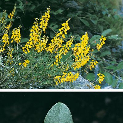 Cytisus nigricans L., © 2022, Konrad Lauber – Flora Helvetica – Haupt Verlag