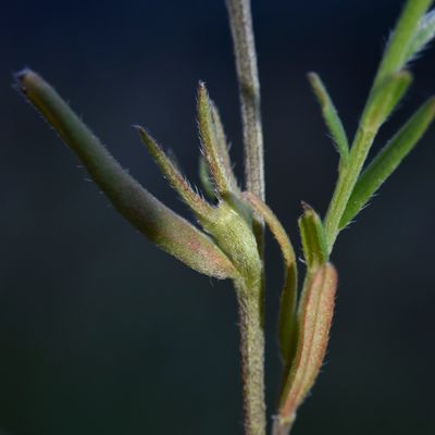 Buglossoides arvensis subsp. permixta (Jord.) R. Fern., © 2022, Philippe Juillerat – Stalden