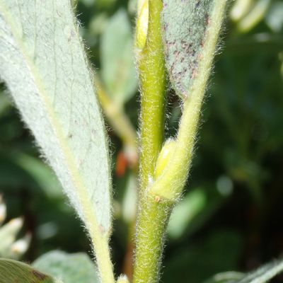 Salix glaucosericea Flod., © Copyright Christophe Bornand