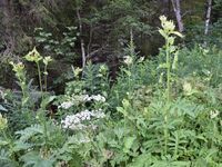 5/5 - © Copyright 2018 Patrice Prunier – IV.5.3.2.1 - Angelico sylvestris-Cirsietum oleracei, Saxeteen CH-BE