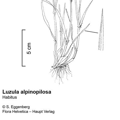 Luzula alpinopilosa (Chaix) Breistr., © 2022, Stefan Eggenberg – Flora Vegetativa - Haupt Verlag