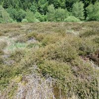 16/18 - © Copyright 2025 Patrice Prunier – VI.2.1.1.3 - Dicrano bergeri-Callunetum vulgaris, Brenod F-01