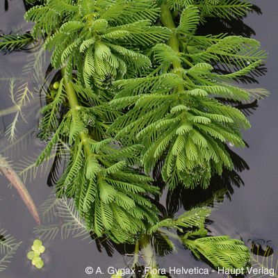 Myriophyllum aquaticum (Vell.) Verdc., © 2022, Andreas Gygax – Flora Helvetica – Haupt Verlag