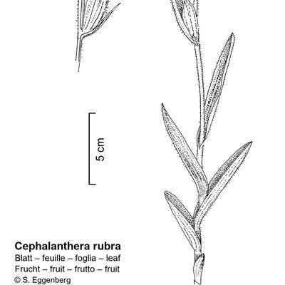 Cephalanthera rubra (L.) Rich., 2 December 2022, © 2022, Stefan Eggenberg – Flora Vegetativa - Haupt Verlag
