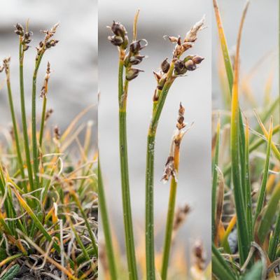 Carex glacialis Mack., © 2019, Beat Bäumler – Saflischpass (VS)