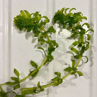 Hydrilla verticillata (L. f.) Royle, 16 July 2024, © Copyright 2024 Helena Burch
