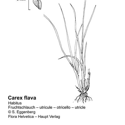 Carex flava L., 7 January 2021, © 2022, Stefan Eggenberg – Flora Vegetativa - Haupt Verlag