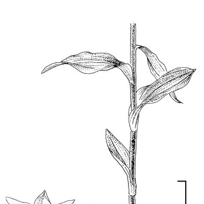 Epipactis purpurata Sm., 2 December 2022, © 2022, Stefan Eggenberg – Flora Vegetativa - Haupt Verlag