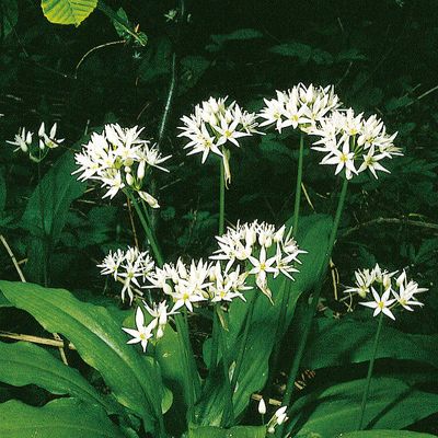 Allium ursinum L., © 2022, Konrad Lauber – Flora Helvetica – Haupt Verlag