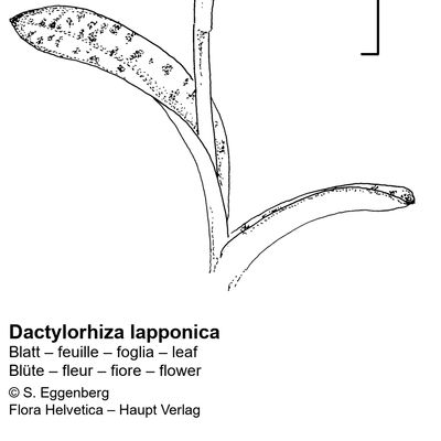 Dactylorhiza lapponica (Hartm.) Soó, 2 December 2022, © 2022, Stefan Eggenberg – Flora Vegetativa - Haupt Verlag