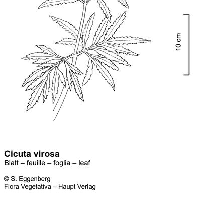 Cicuta virosa L., © 2022, Stefan Eggenberg – Flora Vegetativa © Haupt Verlag