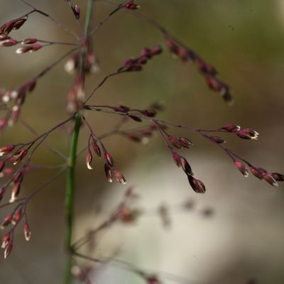 Catabrosa aquatica (L.) P. Beauv., © Copyright Christophe Bornand